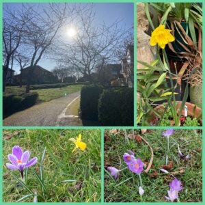 Early Spring in Milton Keynes showing sunshine and daffodils and crocus flowers blooming