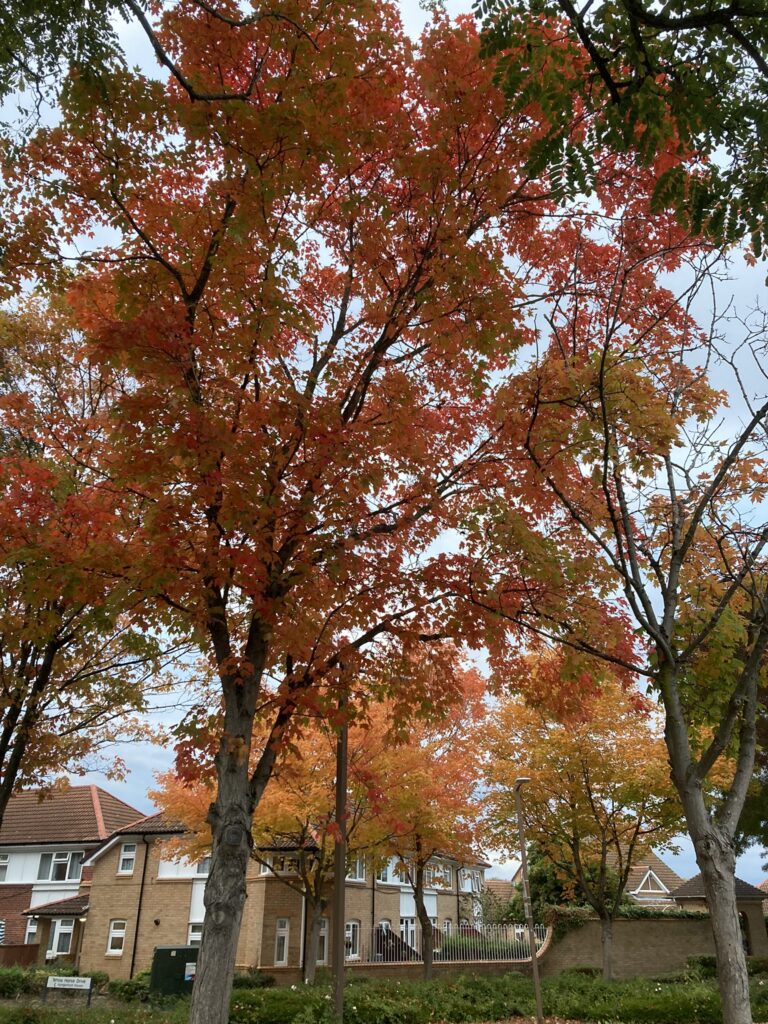 Autumn Leaves on Trees